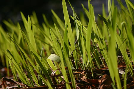 green grass thumbnail