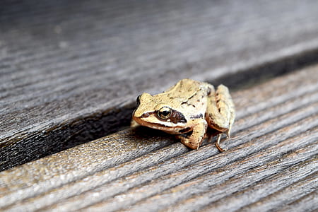 animal, frog, amphibian thumbnail