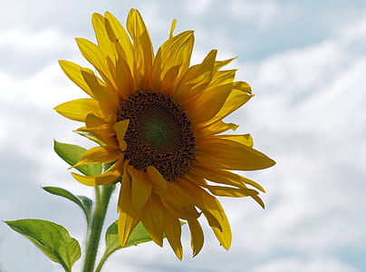 selective focus photography of sunflower thumbnail