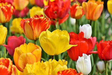 close-up photography of yellow, white, and red tulip field thumbnail