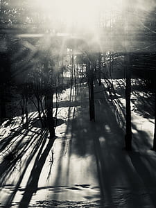 grayscale photo of bare trees thumbnail