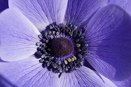macro photography of purple anemone flower thumbnail
