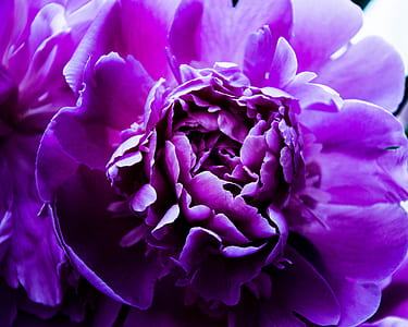 closeup photography of purple petaled flower thumbnail
