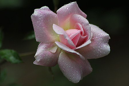 selective focus pink rose flower in bloom thumbnail