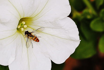 yellow and black hoover fly on white petaled flower thumbnail