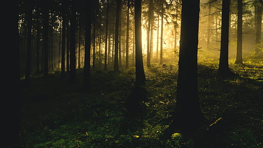 silhouette photo of forest trees thumbnail