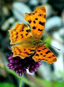 close-up photo of painted lady butterfly thumbnail