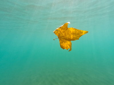 underwater photography of brown leaf thumbnail