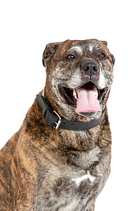 adult brindle pit bull terrier thumbnail