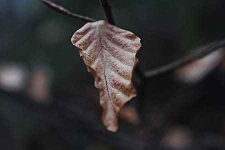 dried leaf shallow focus photography thumbnail