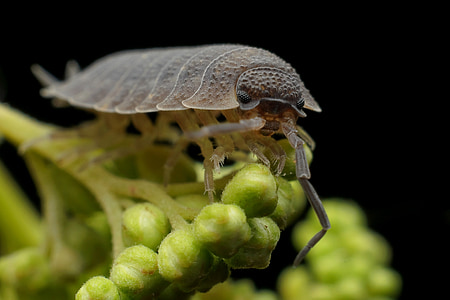 macro photography of woodlouse thumbnail