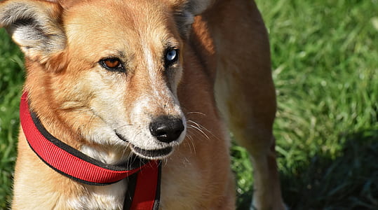 adult new singing guinea dog on outdoors thumbnail