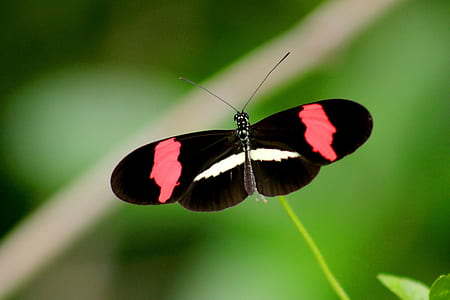 Black, Red, and White Butterfly in Closeup Photo thumbnail