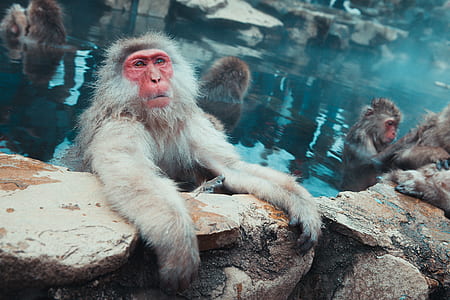 photo of a white baboon holding a rock thumbnail
