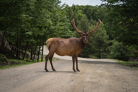 brown moose on road near forest thumbnail