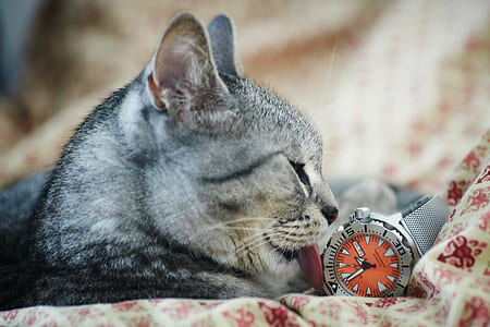 wristwatch, animal, pet, cute thumbnail