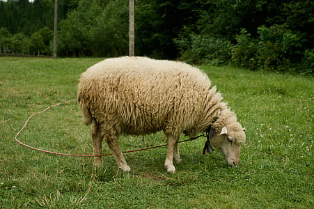 White Sheep On Grass thumbnail