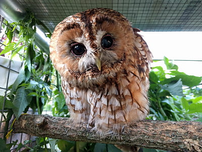 brown owl on brown tree branch thumbnail