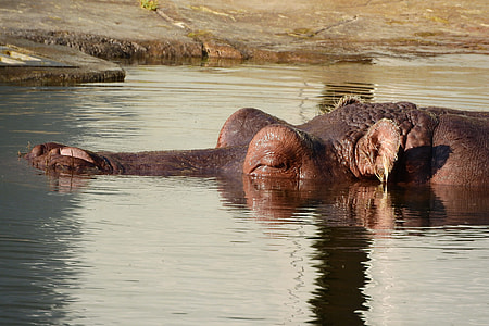 Hippo, The Head Of A Hippopotamus thumbnail