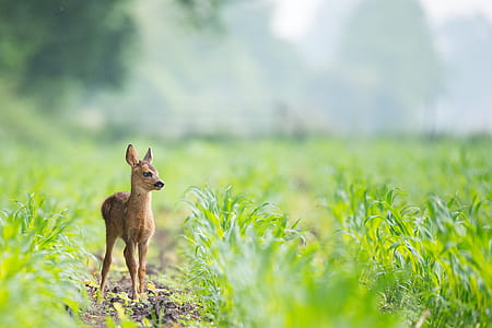 selective focus photography of brown animal near grasses thumbnail