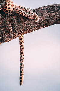 leopard on tree branch thumbnail