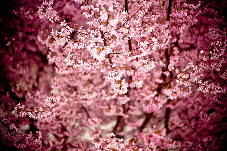 close-up photo of pink petaled flowers thumbnail