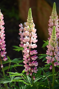 close-up photo of pink lupine flowers thumbnail