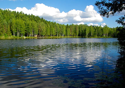 body of water near trees thumbnail