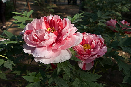 pink flowers thumbnail