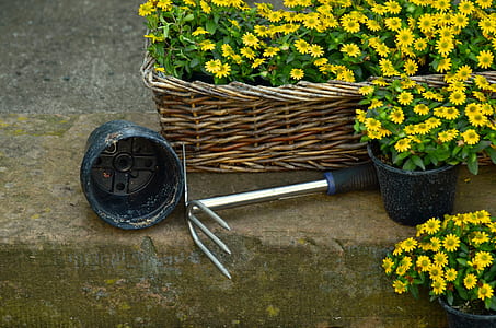 yellow flowers on pot thumbnail