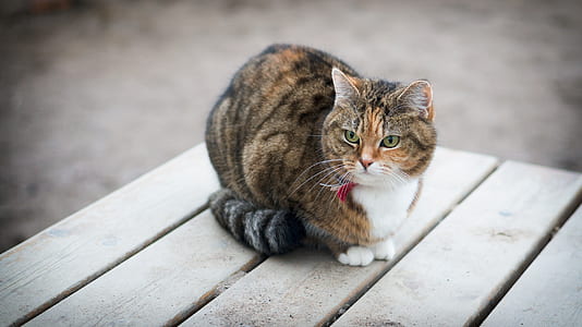 orange and black cat on table thumbnail