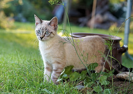 brown cat thumbnail