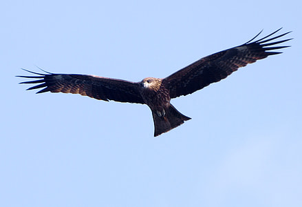 Black Kite Soaring in the sky - Milvus migrans thumbnail