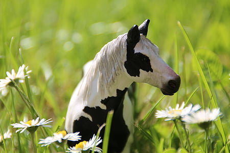 white and black horse figurine beside white daisies thumbnail