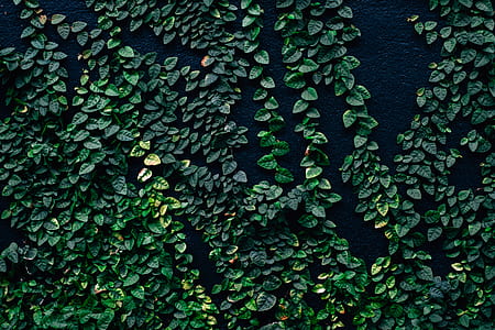 green grass thumbnail