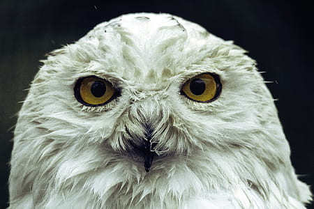 photo of white owl thumbnail