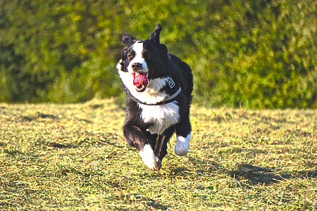 adult black and white border collie running on grass field thumbnail