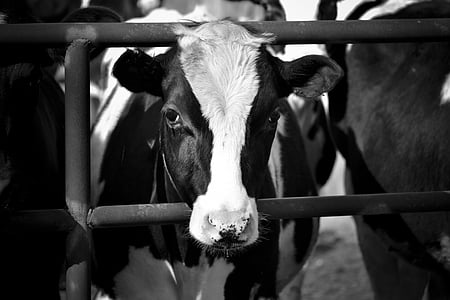 black and white cow thumbnail