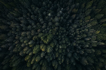 aerial photography of pine trees thumbnail