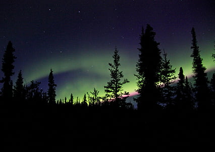 silhouette of forest above aurora thumbnail