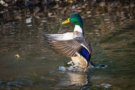male mallard duck swims on water thumbnail