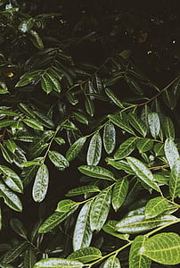 green leafed plant during daytime thumbnail