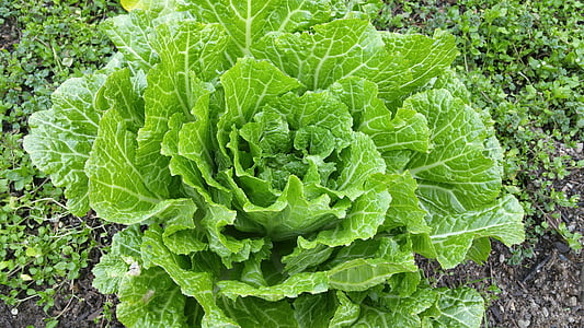 green lettuce on grond thumbnail