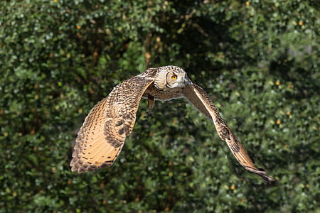 selective focus photography of brown and black owl thumbnail