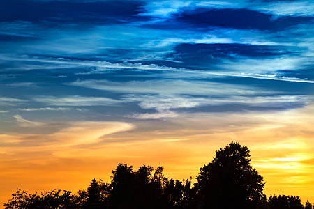 silhouette photo of tress under white sky thumbnail