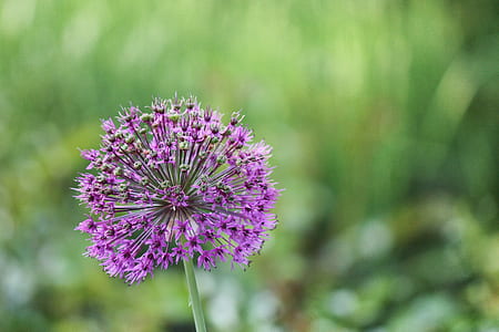 selective focus photography of purple allium flower thumbnail