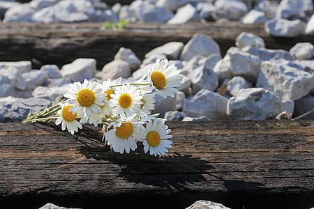 bouquet of white daisy flowers on wooden surface thumbnail