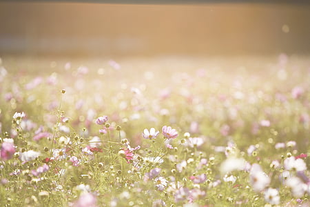 purple petaled flowers thumbnail