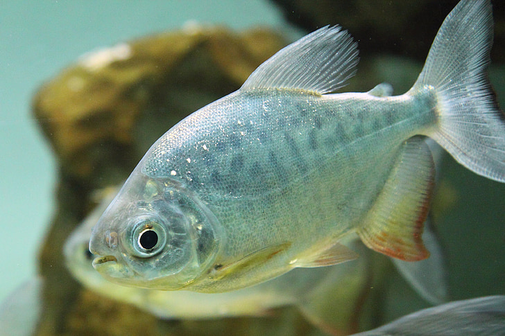 silver pet fish
