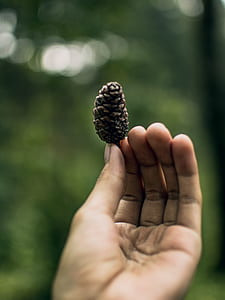 selective focus photography of person holding brown pine cone thumbnail